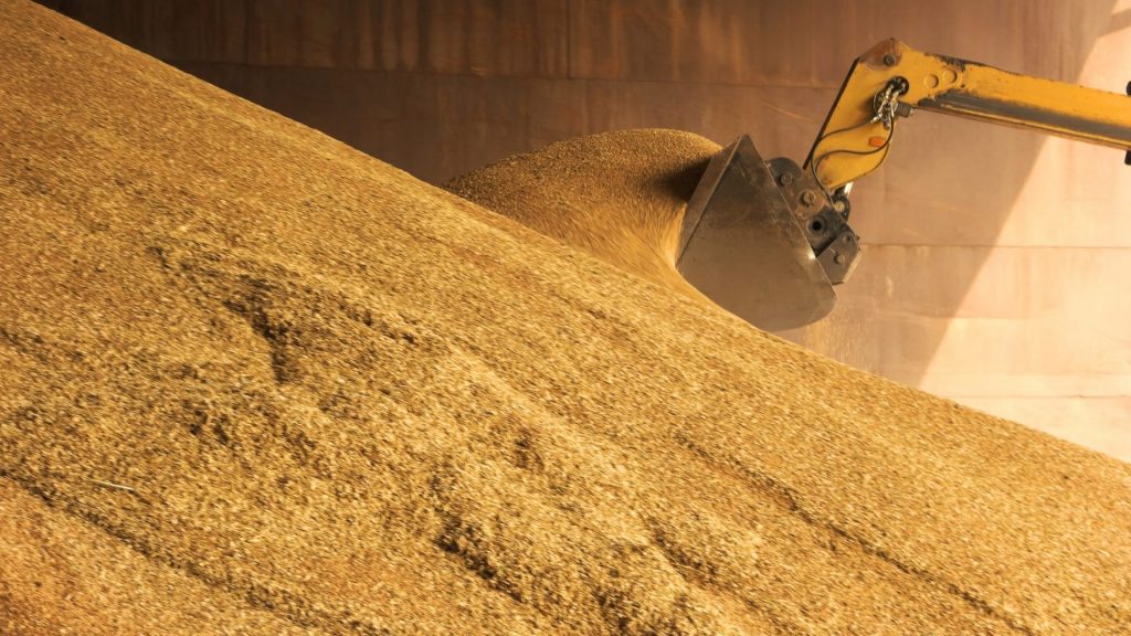 Loader bucket loading grain close up.